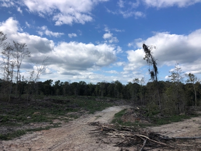 Diverse Timberland w/ Creeks for sale in Vernon Parish, LA - image 22