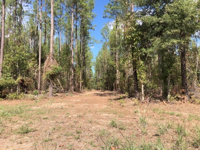 Diverse Timberland w/ Creeks for sale in Vernon Parish, LA - image 17