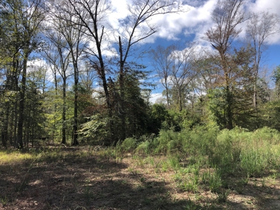 Diverse Timberland w/ Creeks for sale in Vernon Parish, LA - image 16