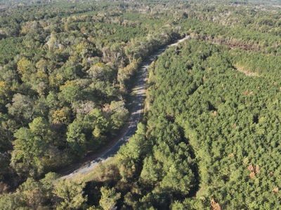 Young Pine Land for Sale w/ Bayou Castor near Leesville, LA - image 7