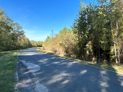 Young Pine Land for Sale w/ Bayou Castor near Leesville, LA - image 9