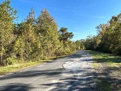 Young Pine Land for Sale w/ Bayou Castor near Leesville, LA - image 10