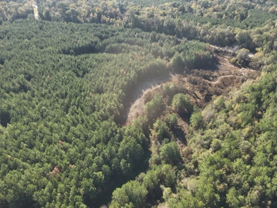 Young Pine Land for Sale w/ Bayou Castor near Leesville, LA - image 4