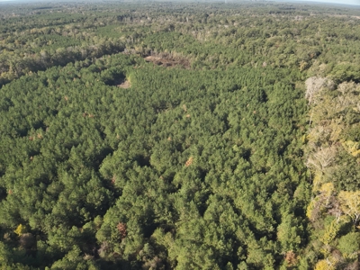 Young Pine Land for Sale w/ Bayou Castor near Leesville, LA - image 6
