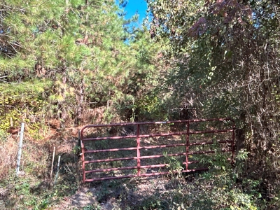 Young Pine Land for Sale w/ Bayou Castor near Leesville, LA - image 11
