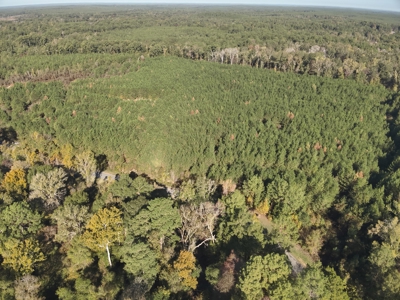 Young Pine Land for Sale w/ Bayou Castor near Leesville, LA - image 8
