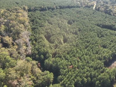 Young Pine Land for Sale w/ Bayou Castor near Leesville, LA - image 3
