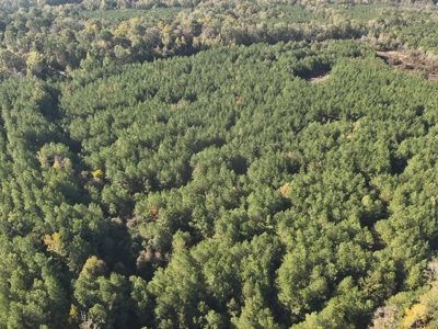 Young Pine Land for Sale w/ Bayou Castor near Leesville, LA - image 5
