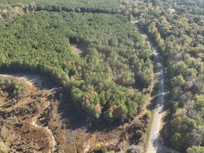 Young Pine Land for Sale w/ Bayou Castor near Leesville, LA - image 1