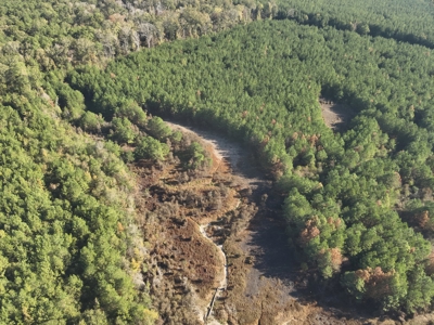 Young Pine Land for Sale w/ Bayou Castor near Leesville, LA - image 2
