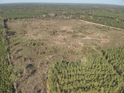Large Diverse Pine Land W/ Creek for sale near Leesville, LA - image 15