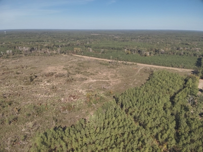 Large Diverse Pine Land W/ Creek for sale near Leesville, LA - image 17