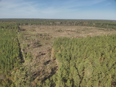 Large Diverse Pine Land W/ Creek for sale near Leesville, LA - image 13