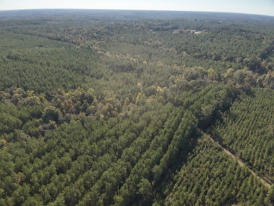 Large Diverse Pine Land W/ Creek for sale near Leesville, LA - image 3
