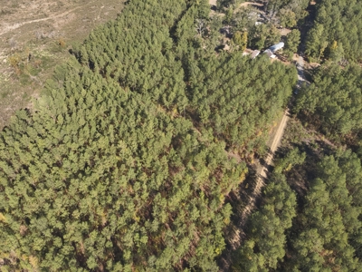 Large Diverse Pine Land W/ Creek for sale near Leesville, LA - image 16