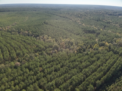 Large Diverse Pine Land W/ Creek for sale near Leesville, LA - image 2
