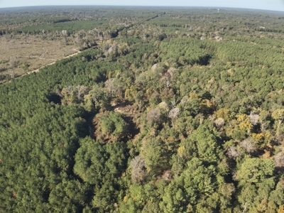 Large Diverse Pine Land W/ Creek for sale near Leesville, LA - image 8