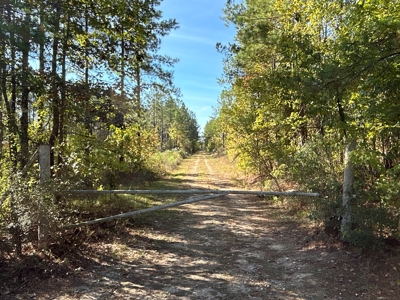 Large Diverse Pine Land W/ Creek for sale near Leesville, LA - image 24