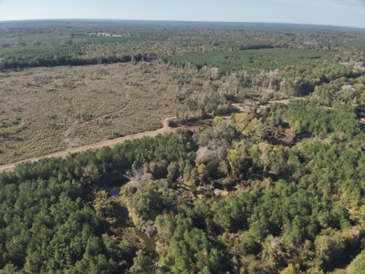 Large Diverse Pine Land W/ Creek for sale near Leesville, LA - image 9