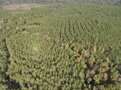 Large Diverse Pine Land W/ Creek for sale near Leesville, LA - image 6