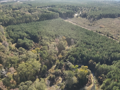 Large Diverse Pine Land W/ Creek for sale near Leesville, LA - image 12