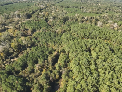Large Diverse Pine Land W/ Creek for sale near Leesville, LA - image 10