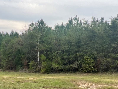 Large Diverse Pine Land W/ Creek for sale near Leesville, LA - image 19