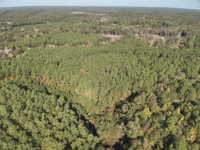 Large Diverse Pine Land W/ Creek for sale near Leesville, LA - image 11