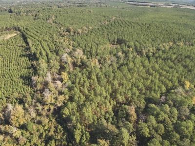 Large Diverse Pine Land W/ Creek for sale near Leesville, LA - image 4