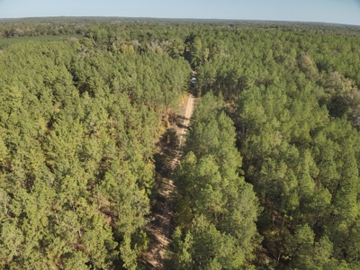 Large Diverse Pine Land W/ Creek for sale near Leesville, LA - image 14