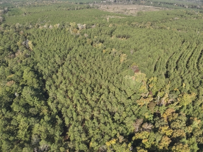 Large Diverse Pine Land W/ Creek for sale near Leesville, LA - image 7