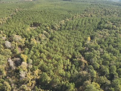 Large Diverse Pine Land W/ Creek for sale near Leesville, LA - image 5
