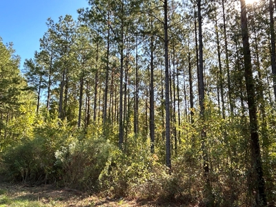 Large Diverse Pine Land W/ Creek for sale near Leesville, LA - image 23