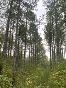 Large Diverse Pine Land W/ Creek for sale near Leesville, LA - image 22