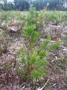Large Diverse Pine Land W/ Creek for sale near Leesville, LA - image 20