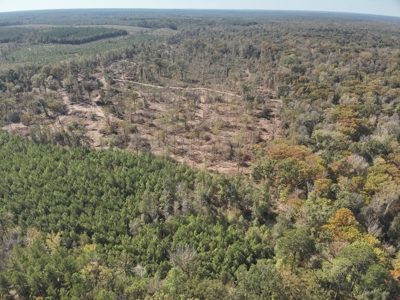 Hardwood Land W/ River Frontage for Sale in Winn Parish, LA - image 2