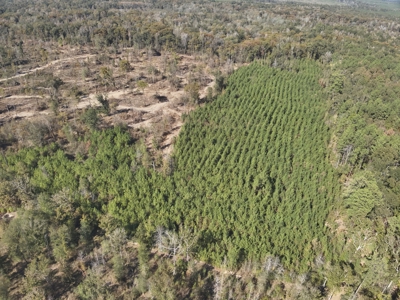 Hardwood Land W/ River Frontage for Sale in Winn Parish, LA - image 3