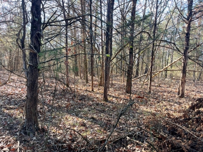 35+ Acres Izard County AR - image 22