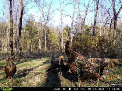 Land for sale Collins MO - image 2