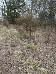 Land for sale Collins MO - image 5