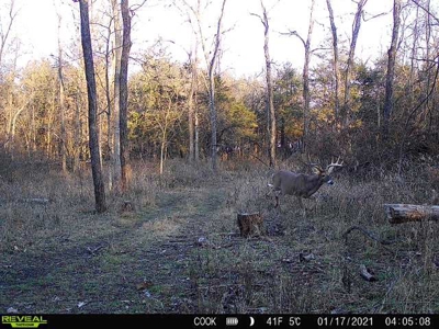 Land for sale Collins MO - image 4