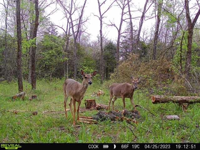 Land for sale Collins MO - image 1