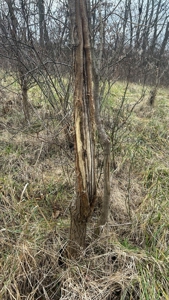 Clinton County Ohio Land for Sale - image 11