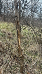 Clinton County Ohio Land for Sale - image 15