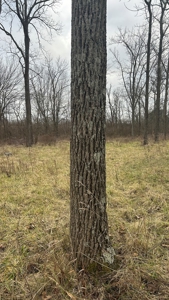 Clinton County Ohio Land for Sale - image 21