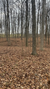 Clinton County Ohio Land for Sale - image 10