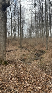 Clinton County Ohio Land for Sale - image 33
