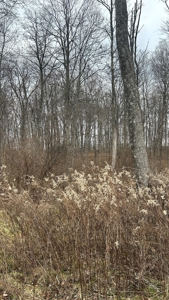 Clinton County Ohio Land for Sale - image 29