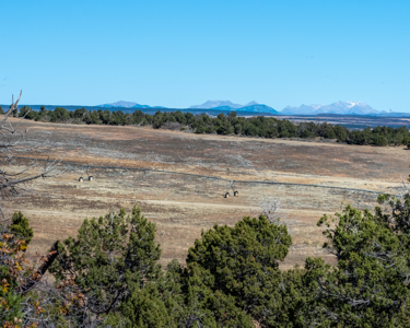 882 Acres Farm near Cortez Colorado For Sale! - image 25
