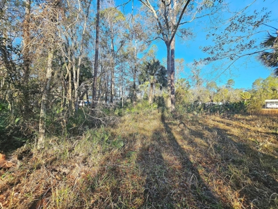 North Florida Land For Sale In Steinhatchee Florida - image 6